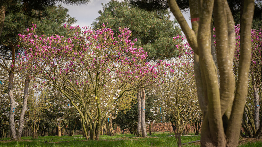 Das Geh�lz w�chst zu einem gro�en Strauch oder kleinen Baum mit einer breiten, halboffenen Krone.
