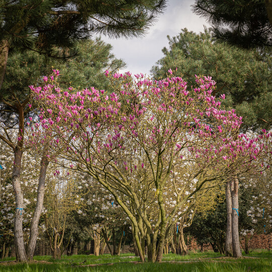 Das Geh�lz w�chst zu einem gro�en Strauch oder kleinen Baum mit einer breiten halboffenen Krone.