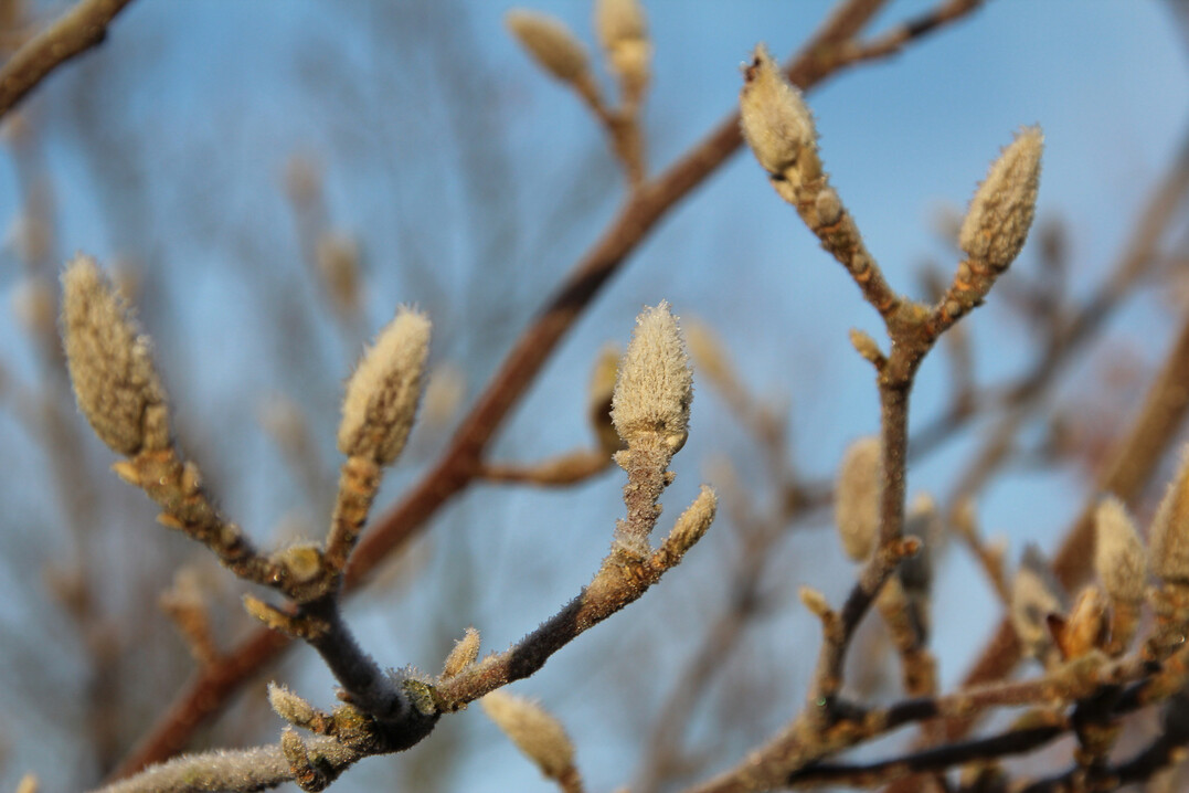 Gro�e und dicht behaarte Bl�tenknospen im Winter