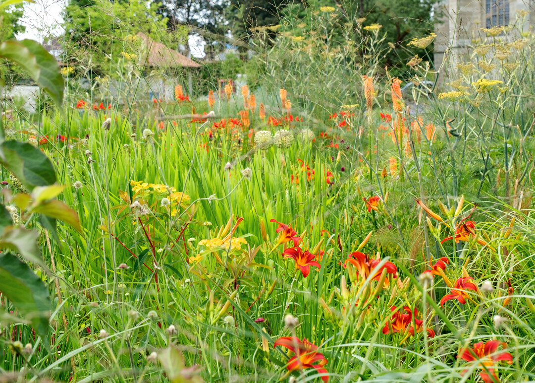 Taglilie und Fackellilie strahlen vor gr�nem Hintergrund um die Wette.