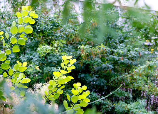 Geh�lze mit gelbgr�nen Bl�ttern wie 
<i>Cotinus coggygria </i>
�Golden Spirit� bringen Helligkeit in eine Bepflanzung. 