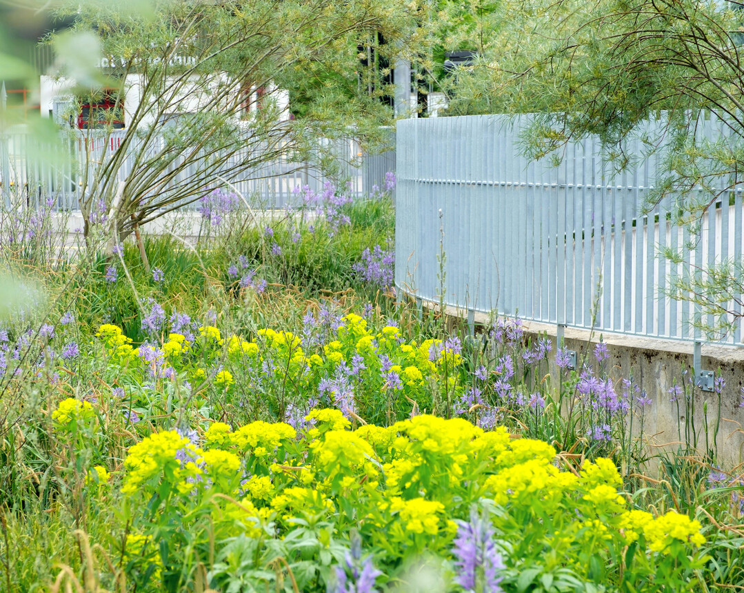 Sumpf-Wolfsmilch (
<i>Euphorbia palustris</i>
)