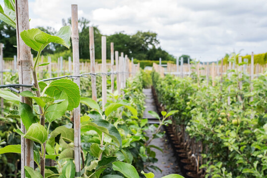 Apfelb�ume bei Zorn Baumschulen