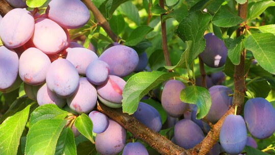 �My little Fruit Hero� wurde speziell f�r den Privatgarten entwickelt.