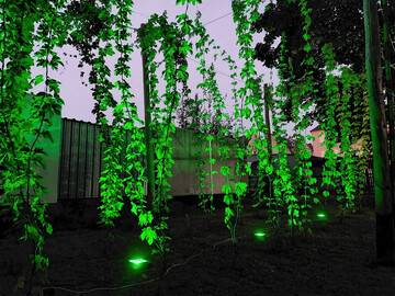 Eine Kletterpflanze von ungestümer Wuchskraft – und mit gestalterischem Potenzial