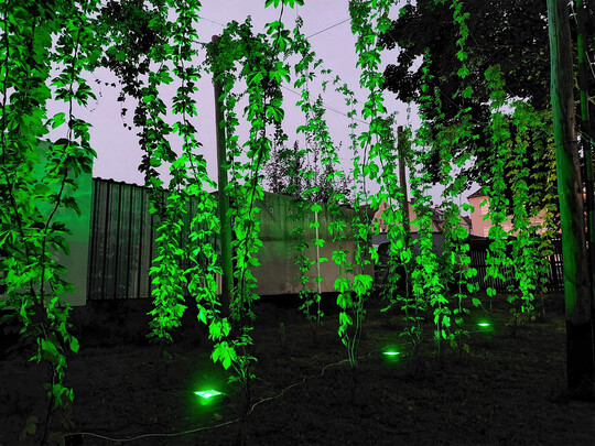 Eine Kletterpflanze von ungest�mer Wuchskraft � und mit gestalterischem Potenzial