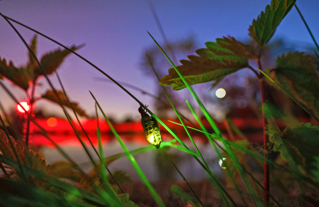 Das Licht der Glühwürmchen ist das reinste Licht, das die Natur erschaffen hat: kalt, effizient, ohne Hitzeverlust.