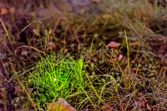 Gl�hw�rmchen haben sich in nahezu jedem warmen Lebensraum der Erde angesiedelt � von tropischen Regenw�ldern bis zu den Feuchtwiesen der gem��igten Zonen.