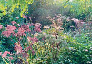 Schattenpflanzung (halbschattig) mit dunkellaubigen Angelica (A. sylvestris Ebony)