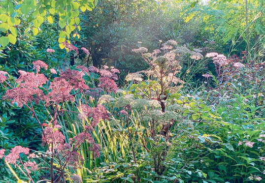 Schattenpflanzung (halbschattig) mit dunkellaubigen Angelica (A. sylvestris Ebony)
