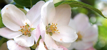 Die Bltenpracht des Holz-Apfels (Malus sylvestris) lockt zahlreiche Insekten an, die vielen Vogelarten als Nahrung dienen.