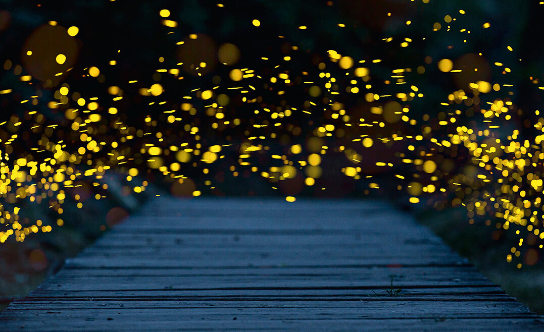 Magisch leuchtende Lichtpunkte: Wesentlich für Glühwürmchen ist, der Nacht ihre Dunkelheit zu lassen.