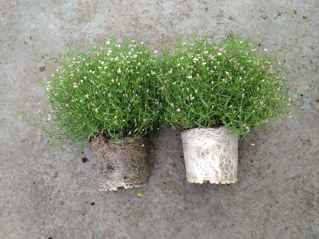 Links torfreduziert, rechts 100% torffrei