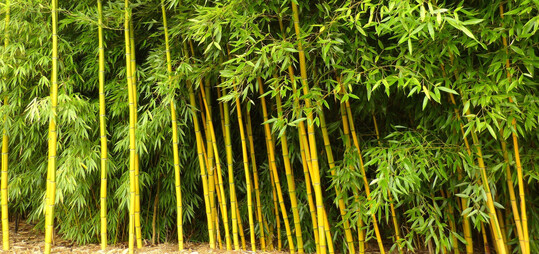 Bambus des Jahres 2025 ist 
<i>Phyllostachys praecox</i>
 Viridisulcata