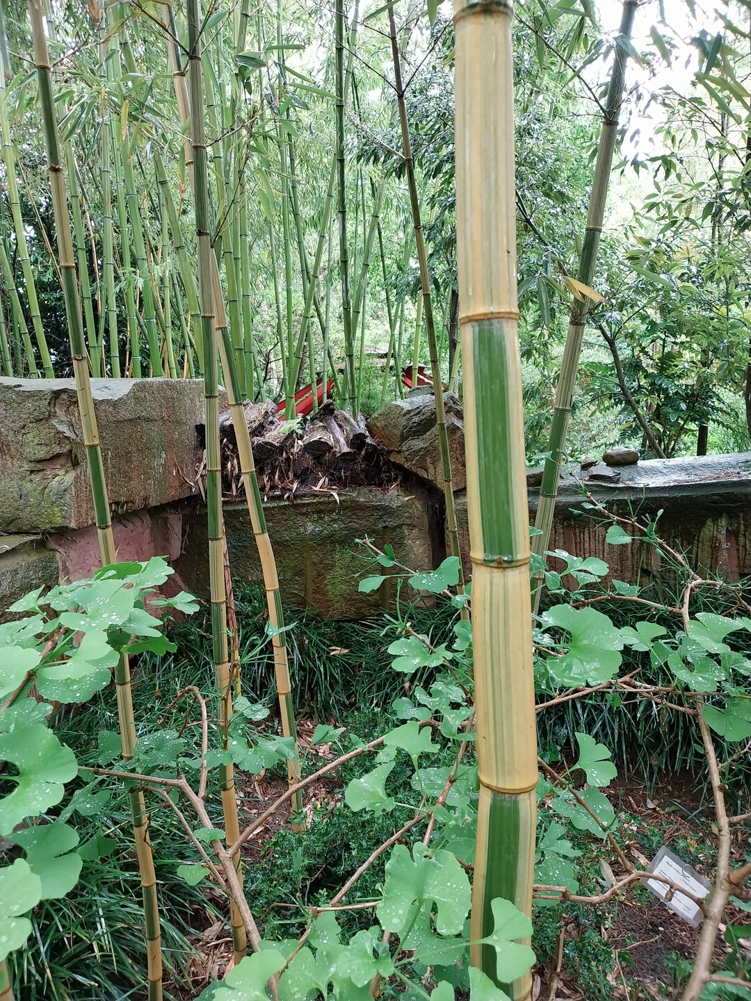 Bambus des Jahres 2025 
<i>Phyllostachys praecox</i>
 Viridisulcata