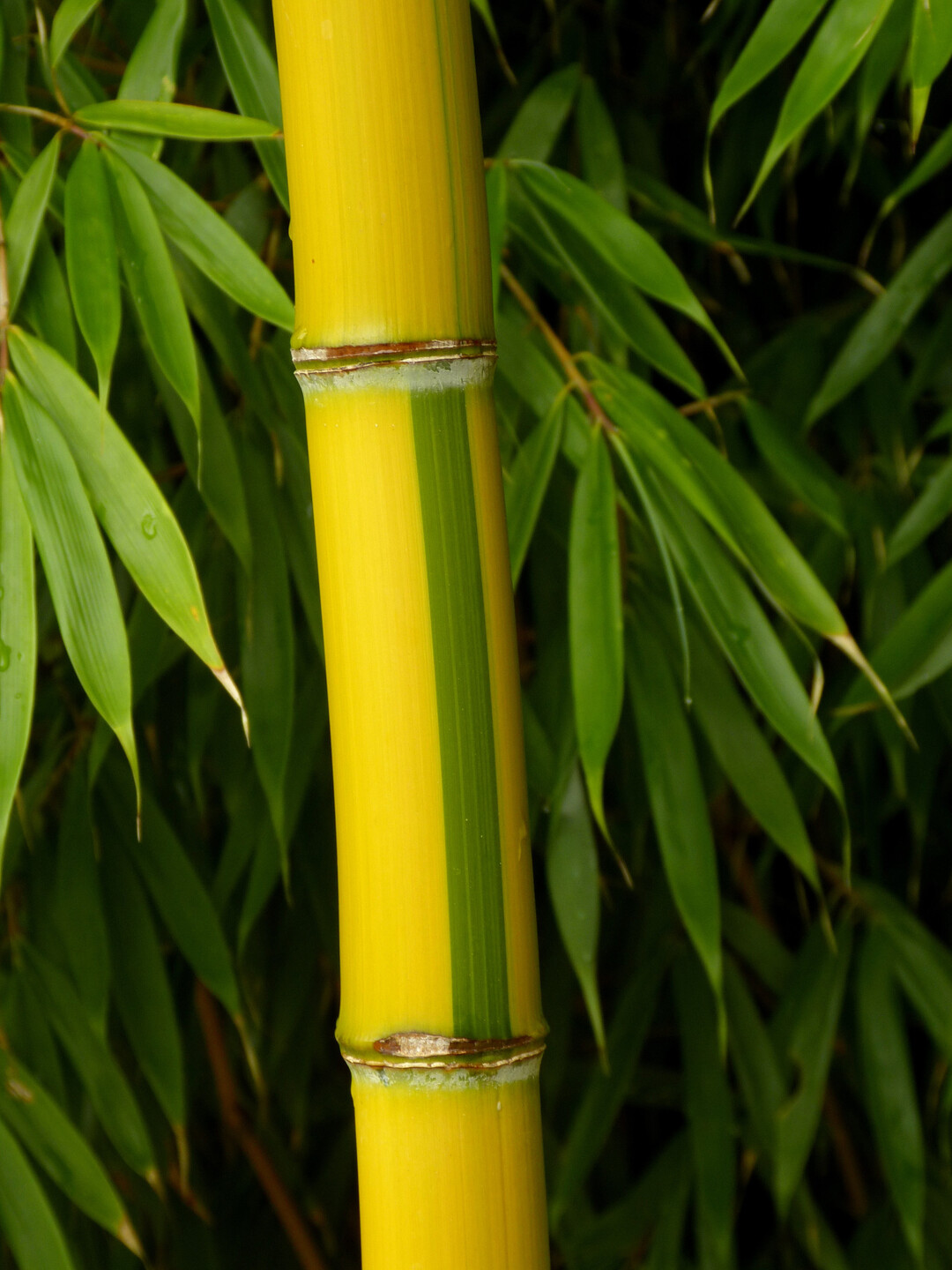 Ba,nus des Jahres 2025 Phyllostachys praecox Viridisulcata"