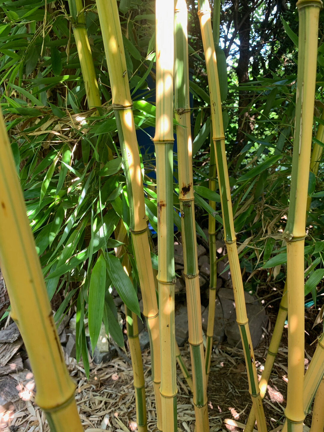 Ba,nus des Jahres 2025 Phyllostachys praecox Viridisulcata"