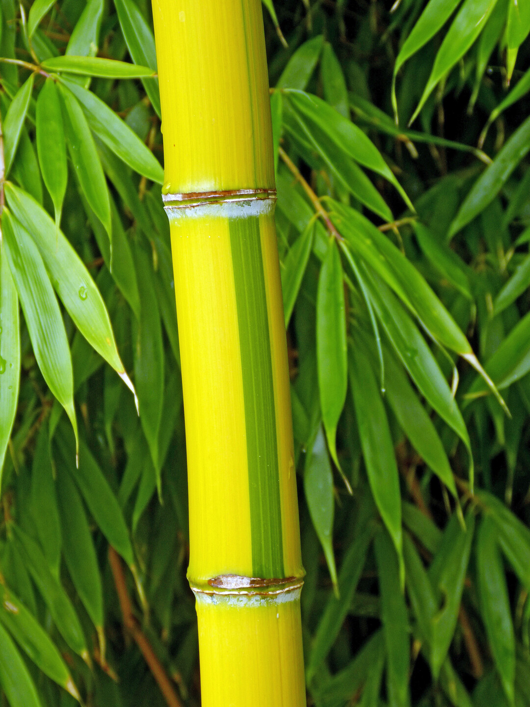 Ba,nus des Jahres 2025 Phyllostachys praecox Viridisulcata"