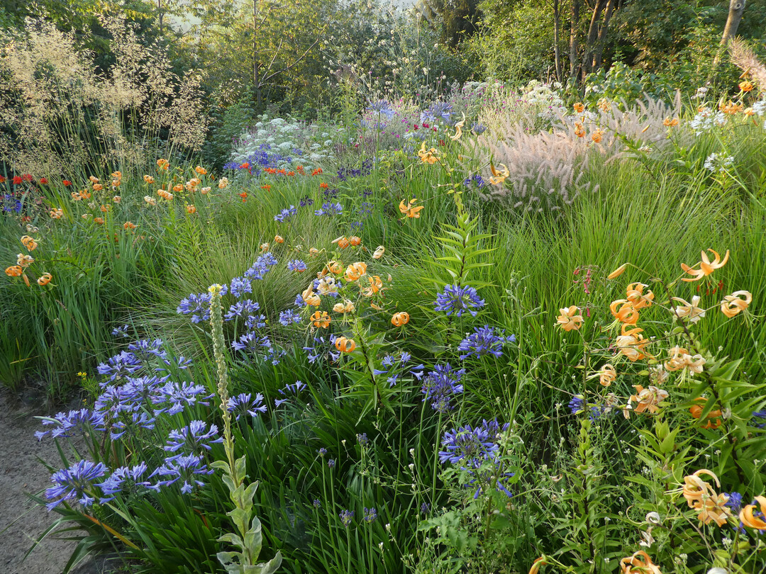 Inspiriert durch die Vegetation in den südafrikanischen Drakensbergen vergesellschaften sich winterharte Agapanthus, Ziergräser und der Riesen-Türkenbund zu neuen Kombinationen im Schau- und Versuchsgarten.