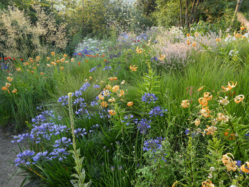 Inspiriert durch die Vegetation in den sdafrikanischen Drakensbergen vergesellschaften sich winterharte Agapanthus, Ziergrser und der Riesen-Trkenbund zu neuen Kombinationen im Schau- und Versuchsgarten.