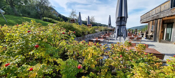 Hagebuttenbschung mit Blick auf die untere Terrasse.