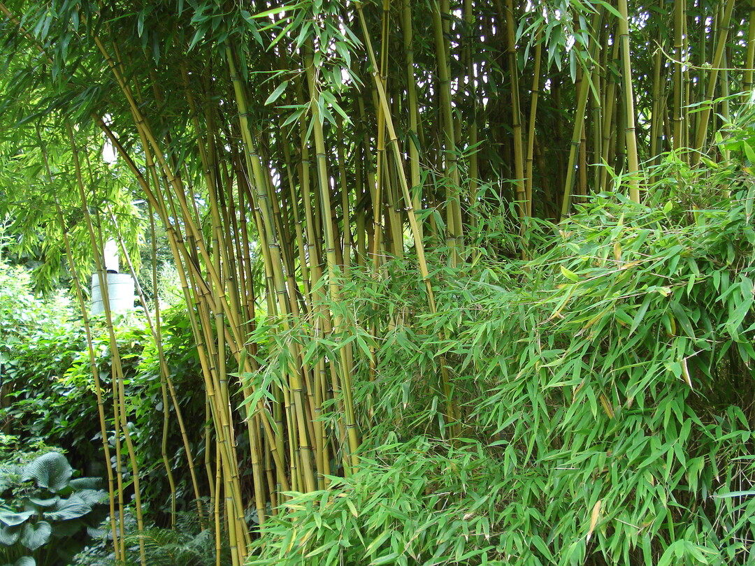 Mit ausreichend Platz kann Phyllostachys aureosulcata "Spectabilis" auch hainartig wachsen.