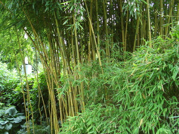Mit ausreichend Platz kann Phyllostachys aureosulcata "Spectabilis" auch hainartig wachsen.