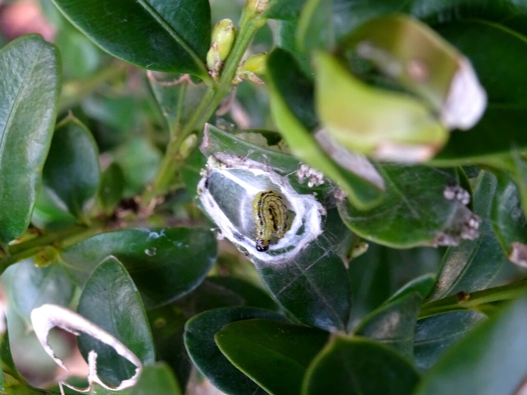 Raupe im Überwinterungsgespinst