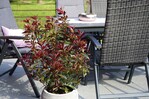 Die Photinia Devil´s Dream zählt wohl zu den begehrtesten Glanzmispeln.