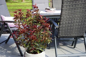 Die Photinia Devils Dream zhlt wohl zu den begehrtesten Glanzmispeln. 