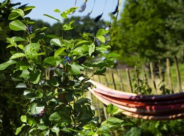 Pflegeleichte Amelanchier alnifolia vereint attraktive Blte mit reichem Fruchtertrag.