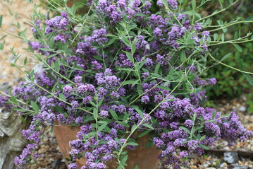 Die Buddleja alternifolia Unique wurde zur Besten Neueinfhrung 2017 gekrt 