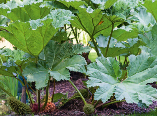 Die Bltter des Mammutblatts (Gunnera manicata) erreichen auch in hiesigen Gefilden eine Gre von zwei bis drei Metern, wenn der Boden ausreichend feucht und nhrstoffreich ist. Als Solitr wirken sie in weiten Flchen wie eine Skulptur.