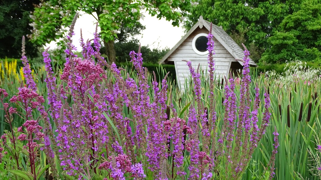 Durstiges Trio: Weiderich (Lythrum) hat kein Problem mit nassen Fen. Ein eher feuchtes oder gar sumpfiges Erdreich kommt ihm sogar entgegen. Rohrkolben (Typha) oder Wasserdost (Eupatorium) sind daher ideale Pflanzpartner, wie dieses Beispiel beweist.