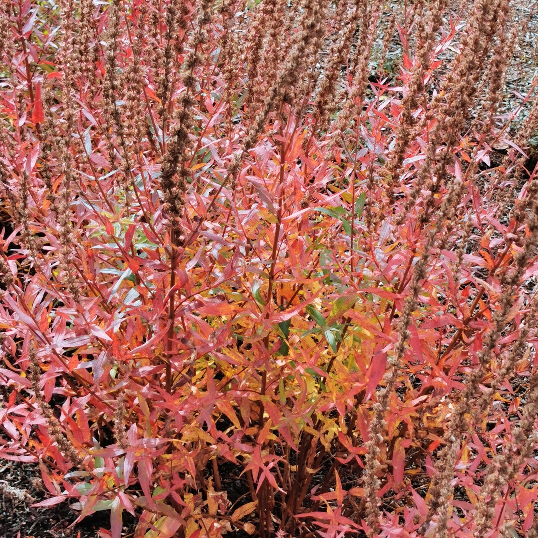 Leuchtfeuer: Nach der Blte bietet Blut-Weiderich (Lythrum salicaria) noch eine wei-tere Attraktion. Die Bltter frben sich im Herbst gelb bis kupferrot und schmcken das Beet damit ein zweites Mal. Der Verzicht auf den Rckschnitt nach der Blte hat noch einen weiteren Vorteil. Dann bleiben die Pflanzen auch den Winter ber attraktiv und werden von Raureif berzuckert zu Skulpturen im Beet. Dass sich die Staude dann selbst ausst, drfte zumindest in naturnahen Grten kaum ein Problem sein. 