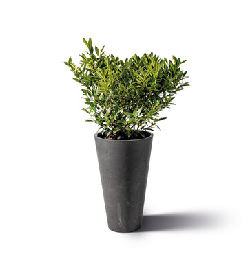 Der zylinderfrmige GDM Conic Planter ist in einer breiten sowie einer schmalen Ausfhrung verfgbar.
