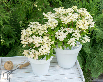 Hydrangea paniculata "Breg14" (POLESTAR)