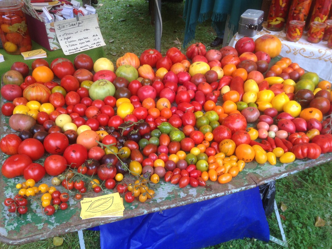 Tomatenvielfalt am Stand von Dieter Haas.