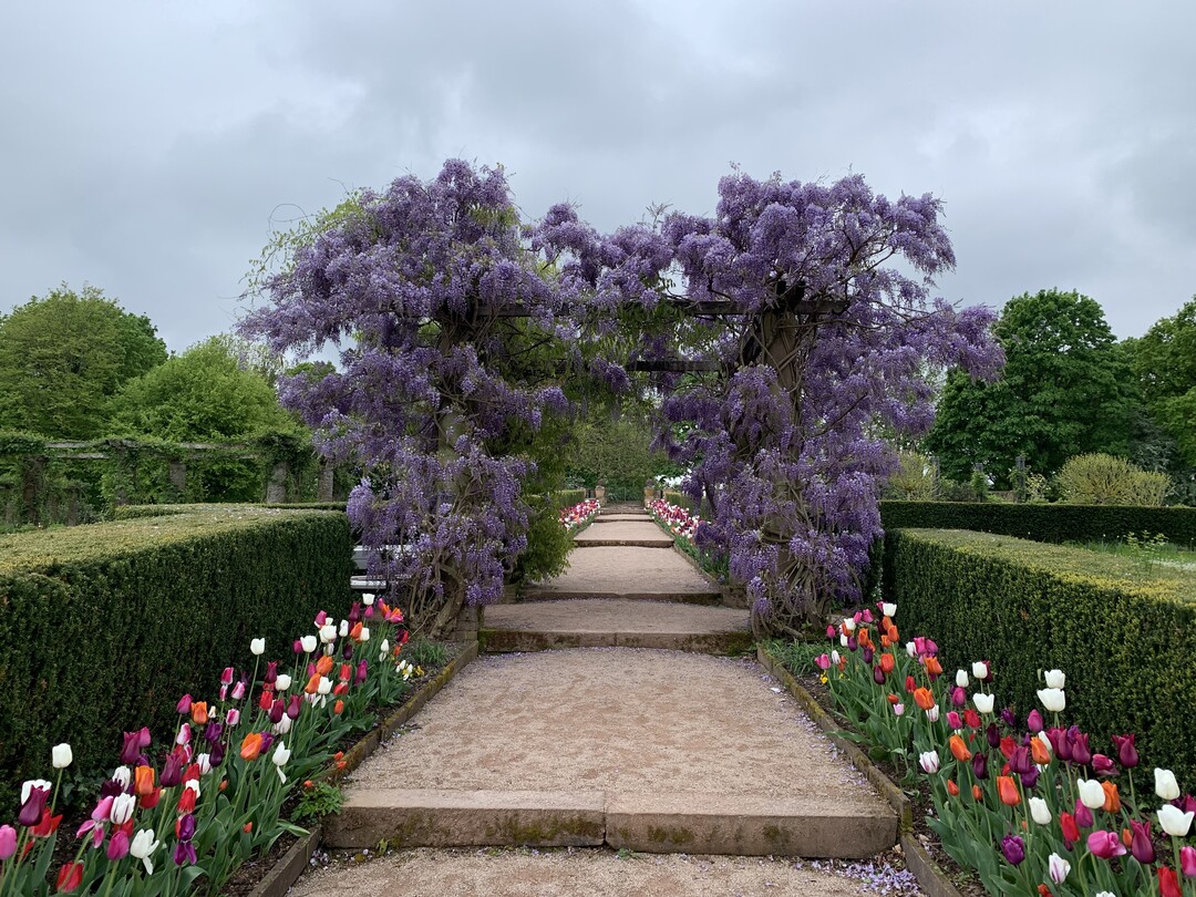 Hauptachse mit Wisteria-Pergola im Spät-Frühling