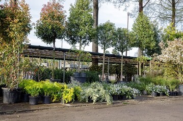 Hamburger Baumschule bietet mit Mitnahmemrkten ein Geschftsmodell fr Schnellentschlossene aus dem Garten- und Landschaftsbau.