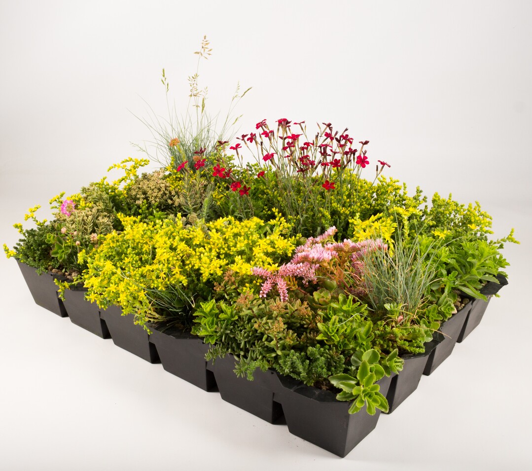 Ein Modul von Helix Grndach zeigt einen Mix aus unterschiedlichen, bodendeckenden Sedum-Arten und niedrigwachsenden Blhstauden.