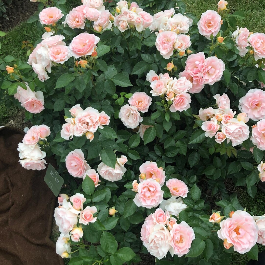   Die Goldende Rose von Baden-Baden 2021: Rosa "Royale Estelle" von Roses Forever