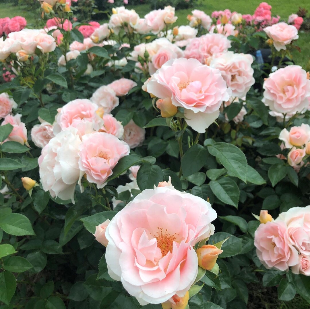 Die Floribunda-Rose "Royale Estelle" mit groen leicht duftenden Blten