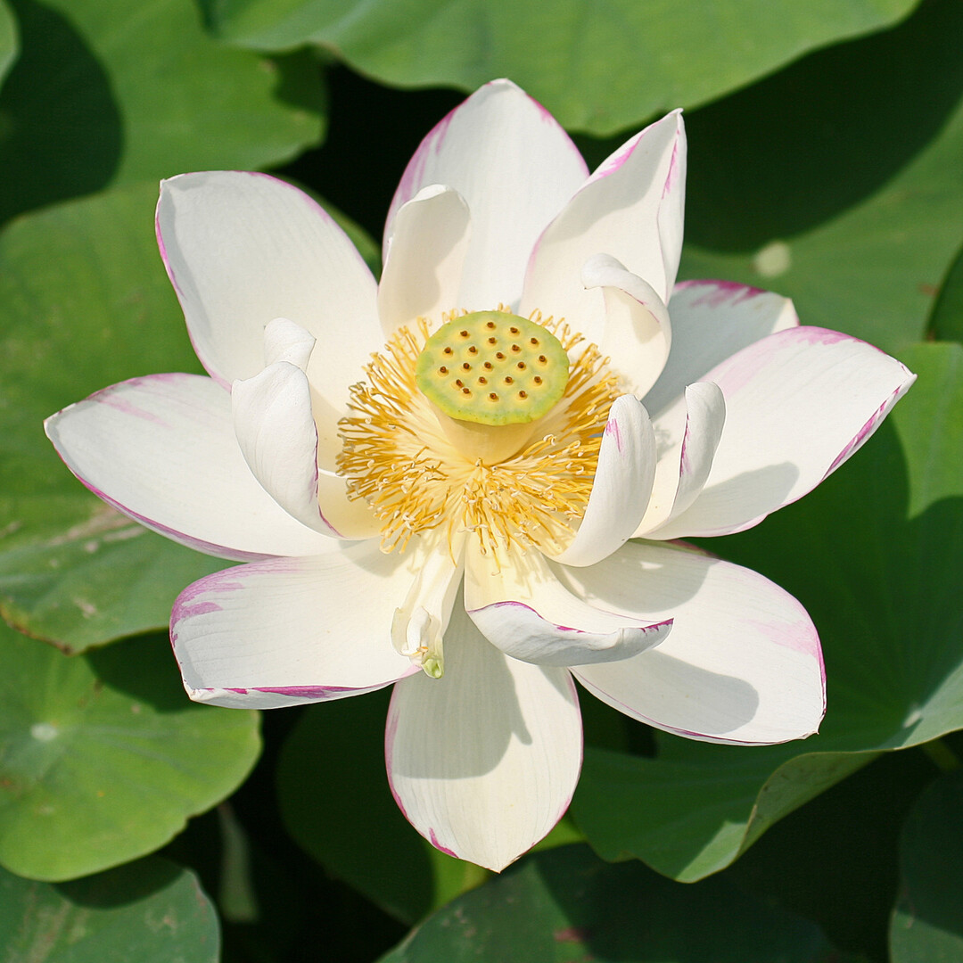 Lotusblume (Nelumbo)