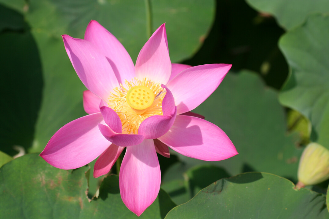 Lotusblume (Nelumbo)