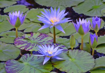 Blaue Seerose Blue Queen