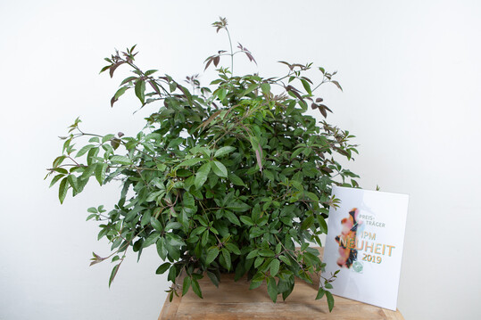 Auf der IPM 2019 als beste Kbelpflanzen-Neuheit ausgezeichnet: Vitex "Flip Side" der Firma Bailey Nurseries